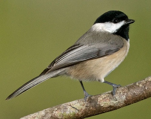 Carolina chickadee (Poecile carolinensis)