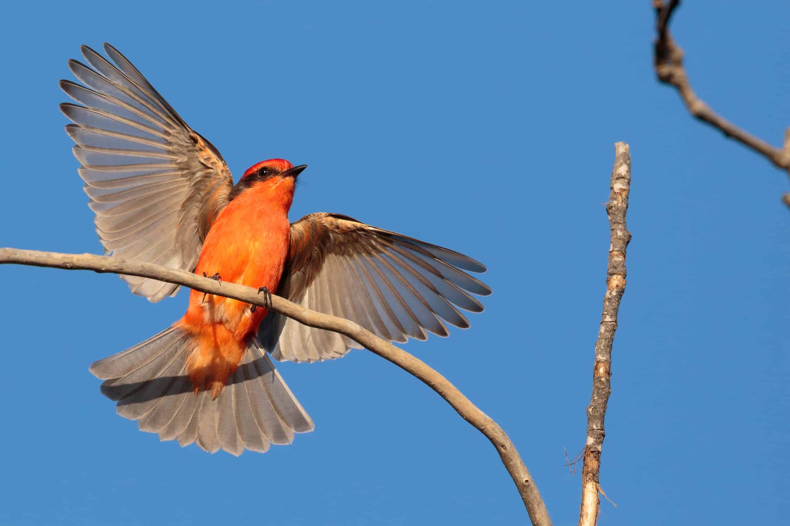 Vermilion Flycatcher Pictures - AZ Animals